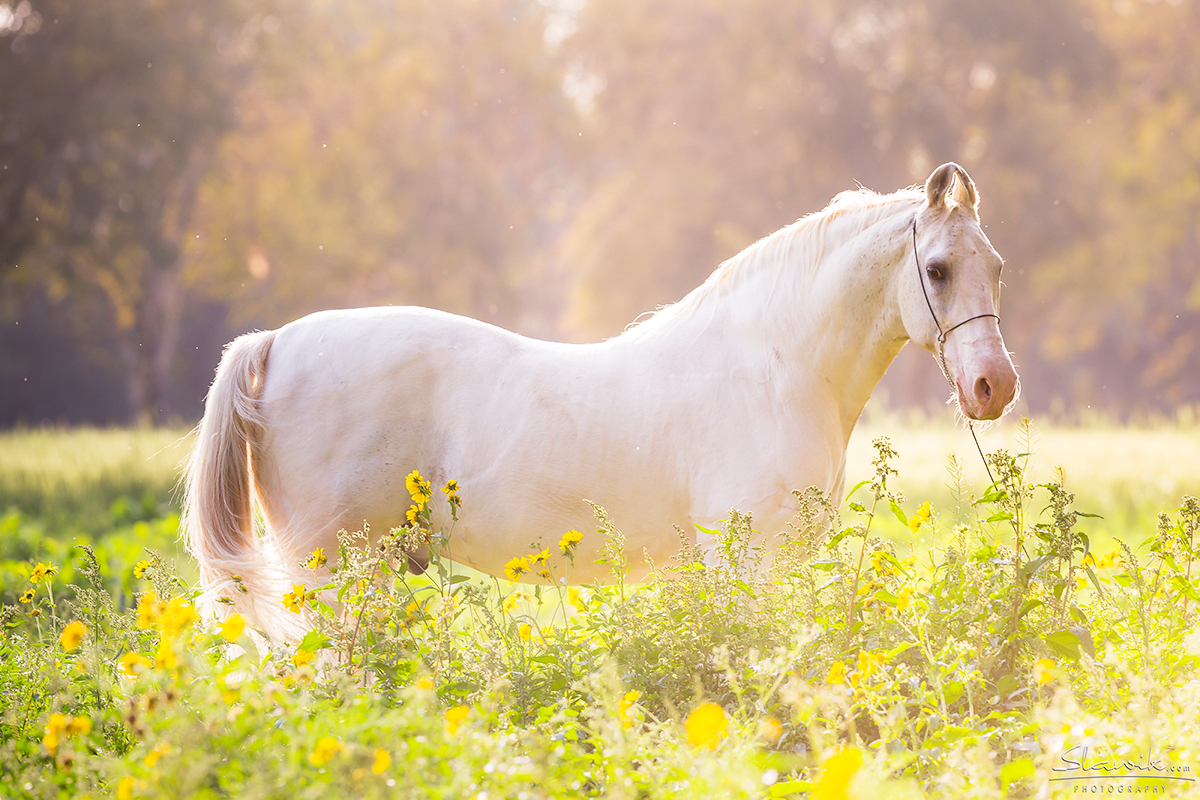 Horse Photography