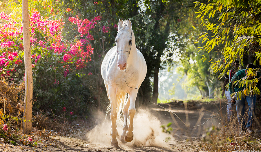 Capturing Rajasthan's Spirit: Photoshoots with Majestic Marwari Horses