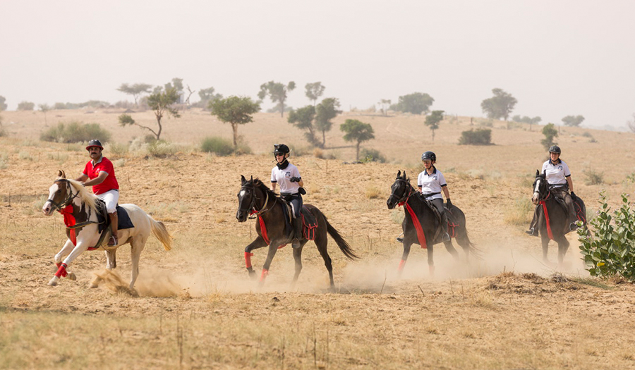 Horse Safaris in Rajasthan: A Majestic Journey Through India's Land of Kings