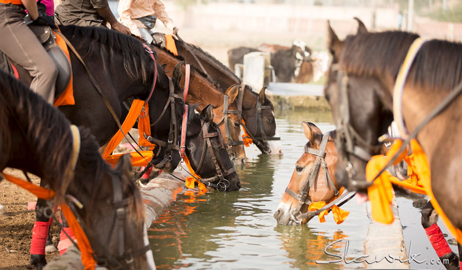 A Day of Equine Enchantment: Discover Dera Ashwa Farm