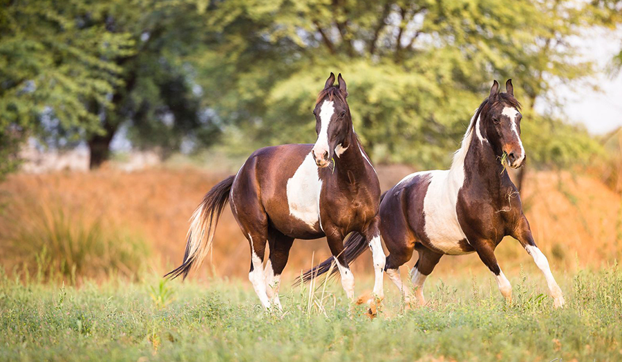 Embark on Your Indian Adventure: Become a Riding Volunteer at Dera Ashwa