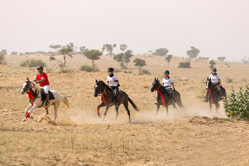 Horse Safari